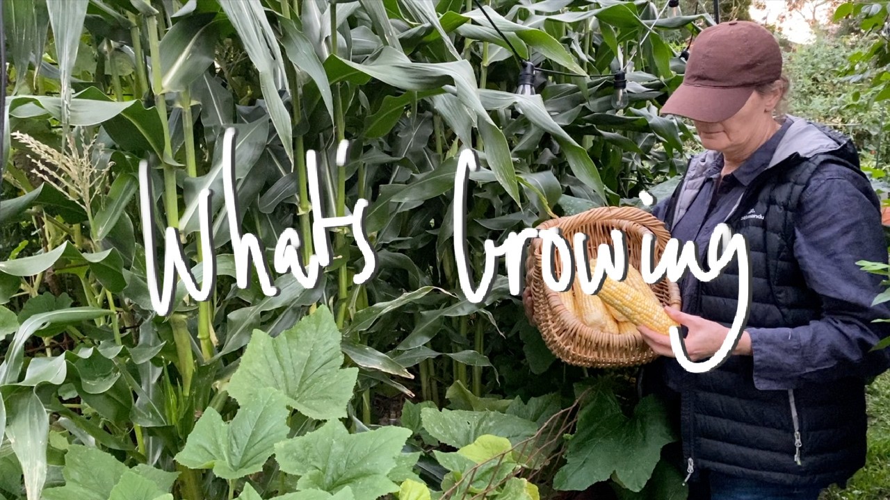 WHAT'S GROWING | What I'm GROWING & SOWING in my SMALL BACKYARD VEGETABLE GARDEN VICTORIA AUSTRALIA