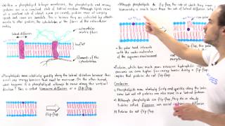 Flip-Flopping and Fluid Mosaic Model