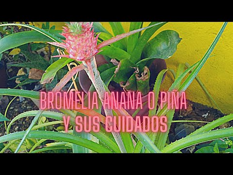 Video: Cultivo de plantas de Hechtia - Información sobre el cuidado de la bromelia Hechtia