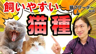 【2020年後期2021年】飼いやすい猫種ランキング猫アレルギーでも飼える種類!?ブリーダーだからこそ分かる視点でお伝えします,1位に輝いた子猫は誰だ