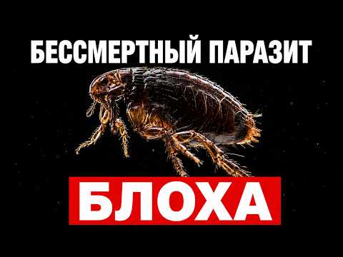 Почему блоху почти невозможно убить?