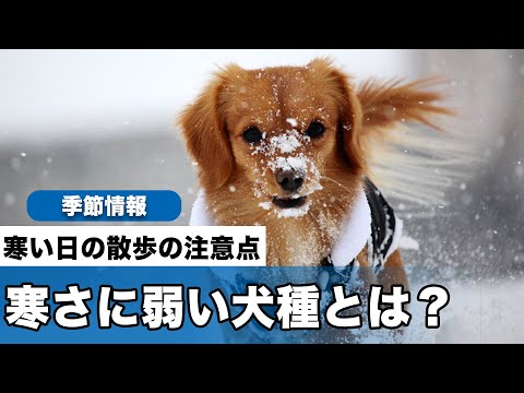 寒さに弱い犬種10選！冬の過ごし方と防寒対策