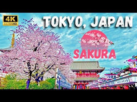 Witness the breathtaking Sakura blossoms 🌸 of Tokyo 🗼 in 4K glory