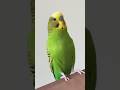 Walking Bird | Budgie Parakeet | parrot