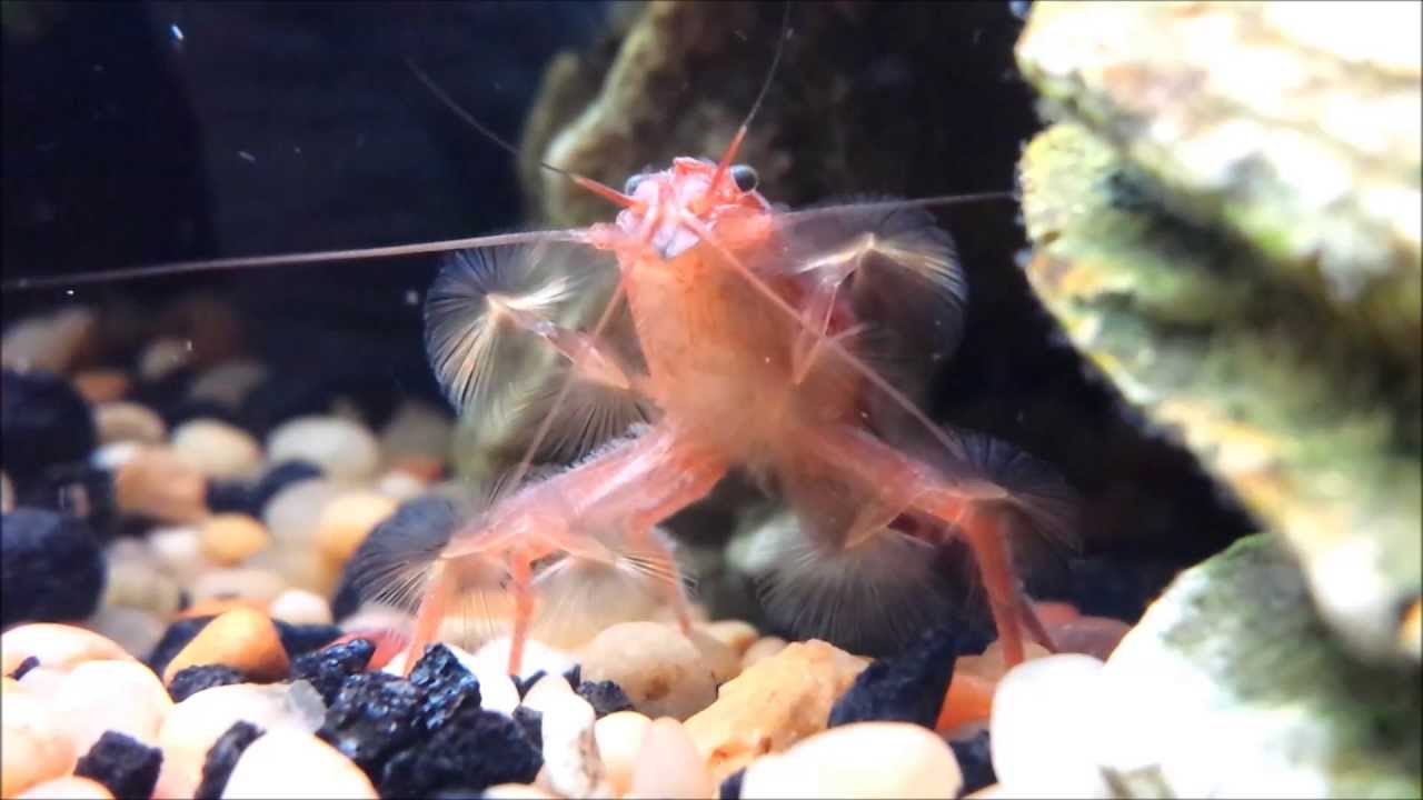 Bamboo Shrimp Filter Feeding Youtube