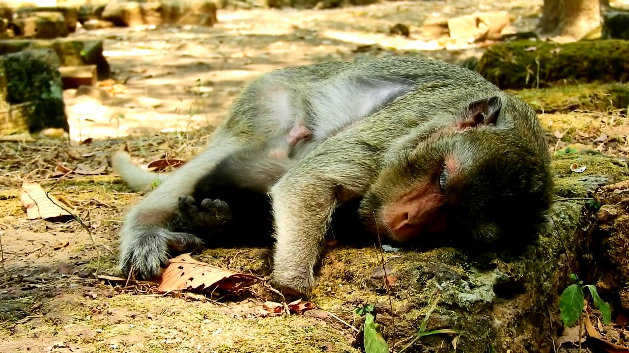 spider monkey marvel Poor Monkey | Merry So Sad Cos Not Any For Eat,