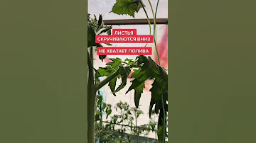 ЛИСТЬЯ ТОМАТА СКРУЧИВАЮТСЯ ВНИЗ ИЛИ ВВЕРХ