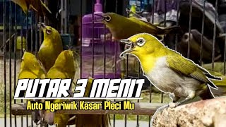 Putar 3 Menit ‼️ Terapi Pleci Ombyokan Bikin Wiksar Dan Buka Paruh