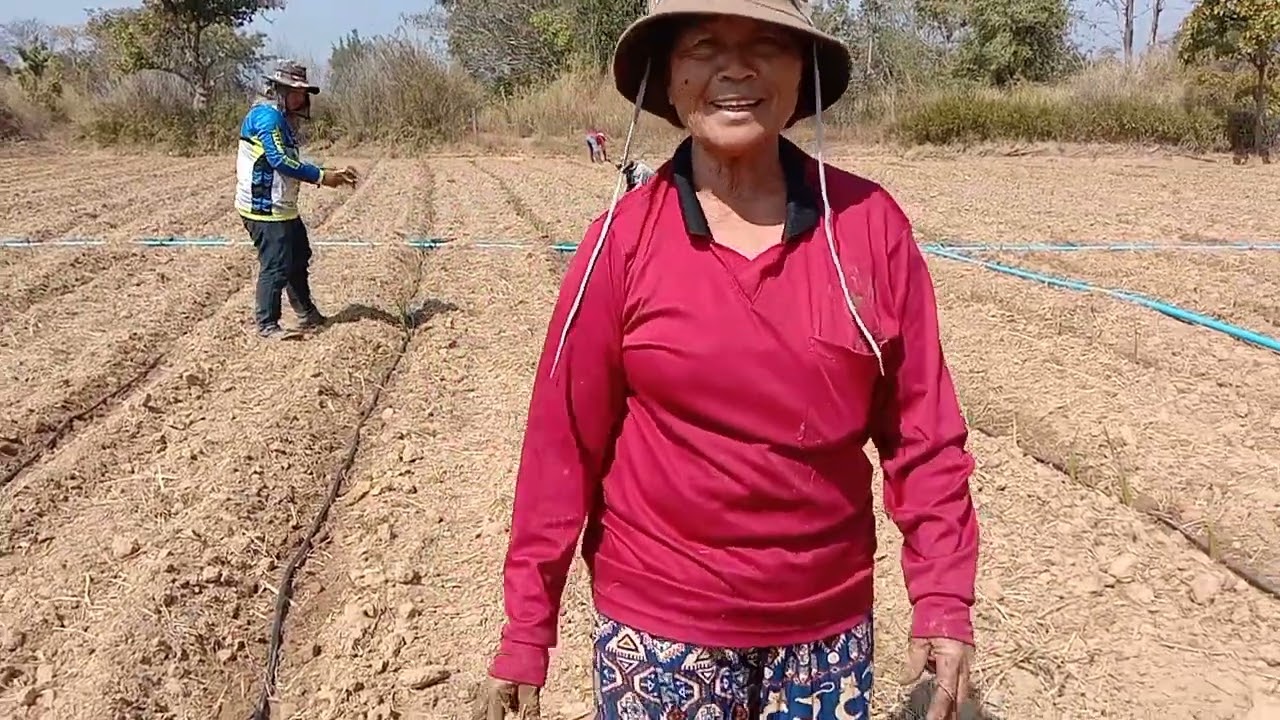 เผือกหอม51อุบลราชธานี 0864922898 ศา