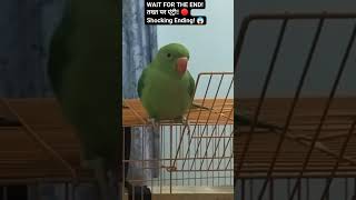 🌺wait for end तखत पर एंट्री shocking ending 😱#attitude #parrot #parrot #lover