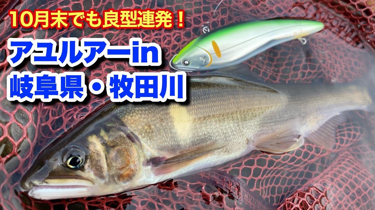 【アユルアー】10月末でも良型連発！アユルアーin岐阜県・牧田川