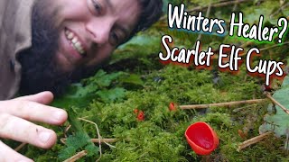 Scarlet Elf Cups - Winter Mushroom Foraging 🍄 Identification, Health Benefits & Folklore by Home Is Where Our Heart Is 6,321 views 1 year ago 12 minutes, 12 seconds