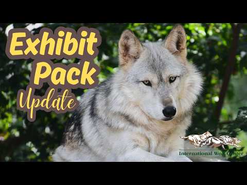 Exhibit Pack Update - 11 September 2026