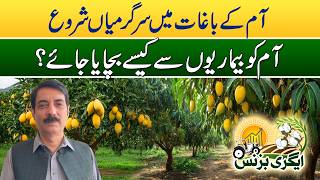 Mango Orchards | How to Protect Mangoes from Diseases? | Agri Business | 17 April 2026 | Rohi