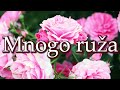 Crvena jabuka - Mnogo ruža (Official lyric video)