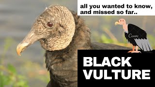 Celebrity Black Vulture facts 🦅 American Black Vulture 🦅 range extends from 🇺🇸 to 🇵🇪 Central 🇨🇱 Uruguay Net Worth