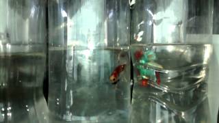VID 20150516 144247246