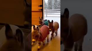 Cutest little spotted guys!! #animals #cute #snuggly #cuteanimals #donkey