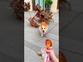 My Cogi Dog #youtubeshorts #shorts #viralshort