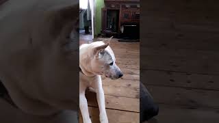 Good Morning Luna. Time For Meaty Pouch?