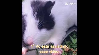 vai ter que seguir! rsrsrs #petsfofinhos #animals #guineapig #viral #florentina #lila