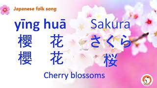 Sakura   Cherry Blossoms Yng Hu    Smart Mandarin Learning By Singing