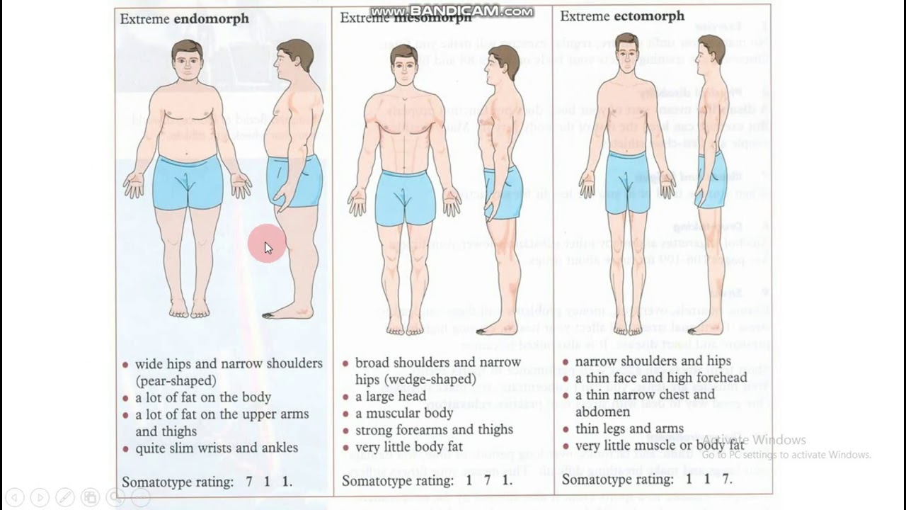 Somatotype Part 1 Youtube