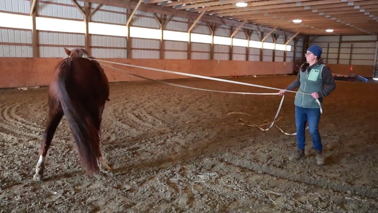 Aster Video 5 | OCF Twilight Teah | 2023 Morgan Filly for sale