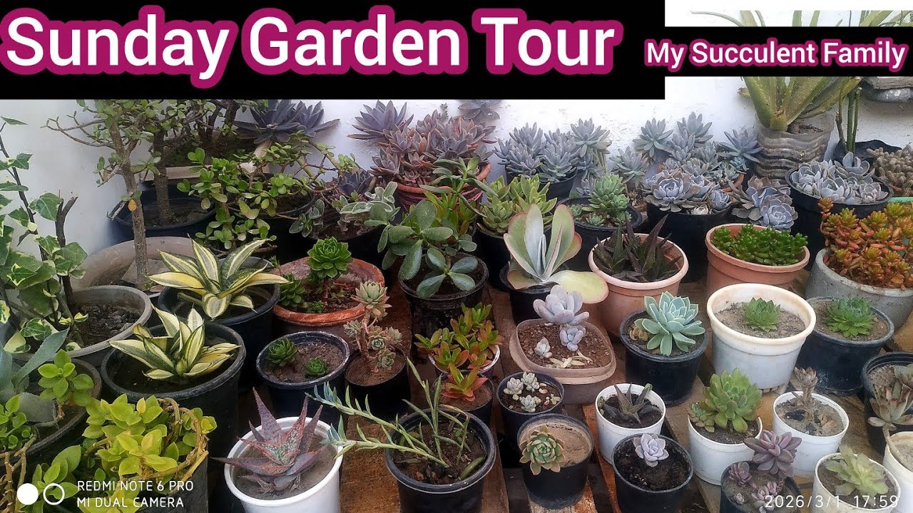🧿 Sunday Garden Tour 🌵🌴🌳 #gardentour #succulentfamily