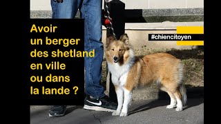 Avoir un berger des Shetland à Paris ou dans la lande ?