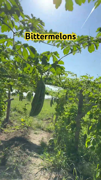 Bittermelons #bittermelons #ampalaya