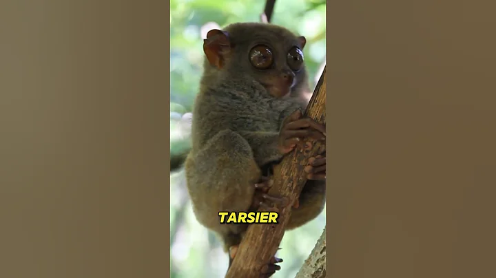 The Tiny Primate with Super-sized Eyes: The Tarsier