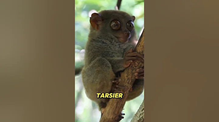 The Tiny Primate with Super-sized Eyes: The Tarsier