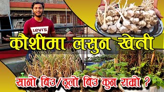 कौशीमा लसुन खेती || लसुन खेतीको उपाय || How to Grow Garlic in Rooftop || Garlic Cloves||