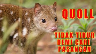 Idamco - Misteri Hewan Quoll Tidak Tidur Demi Cari Paasangan