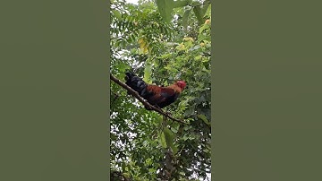 gà rừng tơ cực đẹp.qaib qus zoo nkauj