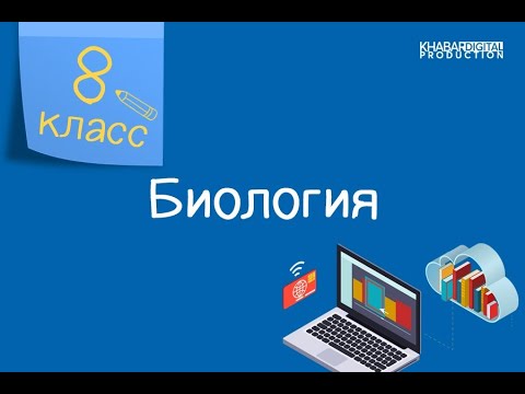 Биология. 8 класс. Строение и функции сердца и кровеносных сосудов у кольчатых червей