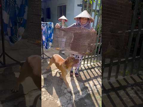 Thua một con chó #funny #troll #shorts