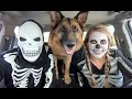Skeleton surprises trex  puppy with car ride chase