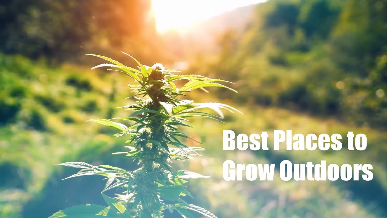 Best Places to Grow Cannabis Outdoors
