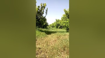 آيات بينات من سورة الأحزاب بصوت القارئ عبد اللطيف لحميدي