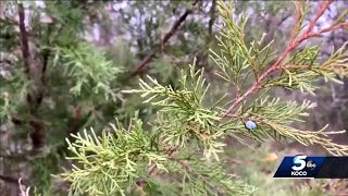 OKC ranks 9th for most challenging seasonal allergies in US