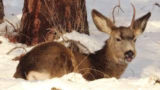 One Antler Mule Deer Buck Chewing His Cud
In English. In Russian. In Greek -For My Requested Friends
На русском
Στα ελληνικα
The calcium in the antler is sucked back into the deers body when they fall off. The antlers become brittle and because they grow separately, they fall apart at different times. The timing of the shedding of antler can vary depending on the season, at the end of December and most often by the beginning of March. As soon as the antlers are shed, new growth begins immediately, the visible growth of the antlers is sometimes not noticeable. Lying in the snow to conserve energy, and chewing Cud. Cud is the portion of the food that is returned from the rumen stomach to the mouth and then chewed a second time. This allows the deer to gather a lot of food at once and then digest it after chewing cud. Food is ready to enter the 2nd section of the stomach the reticulum . Microorganisms living here attack the chewed food that the deer ate. This process is called fermentation. It helps to break down cellulose into simpler substances that can be absorbed by deer and microorganisms. Fermentation produces methane gas, which the deer must regularly regurgitate by burping Real digestion takes place in the 3rd section, omasuma, where water is absorbed. The last section of the stomach is called the abomasum, where gastric juice continues to be digested. Gastric juices are fluids, like stomach acids, that help digest food. Last but not least, it enters the intestines. It is here that food is assimilated by the body of animals and receives the necessary nutrients for the body. The intestines are 28 feet long. When the animal absorbs everything it can use, everything that is not digested is released as waste.
Кальций в рогах всасывается обратно в тело оленей, когда они падают. Рога становятся хрупкими, и, поскольку они растут отдельно, они в разное время распадаются. Сроки опадания рогов могут варьироваться в зависимости от сезона, в конце декабря и чаще всего к началу марта. Как только рога сбрасываются, сразу начинается новый рост, видимый рост рогов иногда не заметен. Лежать в снегу для экономии энергии и жевать жвачку. Жвачка - это часть пищи, которая возвращается из желудка рубца в рот и затем пережевывается во второй раз. Это позволяет оленю сразу собрать много пищи, а затем переварить ее после жевания жвачки. Пища готова к поступлению во 2-й отдел желудка по сетке. Живущие здесь микроорганизмы атакуют пережеванную пищу, которую ел олень. Этот процесс называется брожением. Он помогает расщеплять целлюлозу на более простые вещества, которые могут усваиваться оленями и микроорганизмами. При брожении образуется метан, который олень должен регулярно срыгивать, отрыгивая. Настоящее пищеварение происходит в 3-м отделе, омасума, где впитывается вода. Последний отдел желудка называется сычугом, в нем продолжается переваривание желудочного сока. Желудочный сок - это жидкость, как и желудочная кислота, которая помогает переваривать пищу. И последнее, но не менее важное: он попадает в кишечник. Именно здесь пища усваивается организмом животных и получает необходимые для организма питательные вещества. Кишечник имеет длину 28 футов. Когда животное поглощает все, что может использовать, все, что не переваривается, выбрасывается как отходы.
Το ασβέστιο στα κέρατα αναρροφάται στο σώμα των ελαφιών όταν πέφτουν. Τα κέρατα γίνονται εύθραυστα και επειδή μεγαλώνουν χωριστά, καταρρέουν σε διαφορετικούς χρόνους. Το χρονοδιάγραμμα της εκτόξευσης των κέρατων μπορεί να ποικίλλει ανάλογα με την εποχή, στα τέλη Δεκεμβρίου και τις περισσότερες φορές στις αρχές Μαρτίου. Μόλις χυθούν τα κέρατα, η νέα ανάπτυξη αρχίζει αμέσως, μερικές φορές η ορατή ανάπτυξη των κέρατων δεν είναι αισθητή. Ξαπλωμένος στο χιόνι για εξοικονόμηση ενέργειας και μάσημα του Cud. Το Cud είναι το τμήμα της τροφής που επιστρέφεται από το στομάχι του στομίου στο στόμα και στη συνέχεια μασάται για δεύτερη φορά. Αυτό επιτρέπει στα ελάφια να μαζέψουν πολλά τρόφιμα ταυτόχρονα και στη συνέχεια να τα χωνέψουν μετά το μάσημα. Το φαγητό είναι έτοιμο να εισέλθει στο 2ο τμήμα του στομαχιού στο πρόγραμμα. Οι μικροοργανισμοί που ζουν εδώ επιτίθενται στα μάσημα τρόφιμα που έτρωγε το ελάφι Αυτή η διαδικασία ονομάζεται ζύμωση. Βοηθά στη διάσπαση της κυτταρίνης σε απλούστερες ουσίες που μπορούν να απορροφηθούν από ελάφια και μικροοργανισμούς. Η ζύμωση παράγει αέριο μεθάνιο, το οποίο τα ελάφια πρέπει να αναζωογονεί τακτικά με ρήξη Η πραγματική πέψη λαμβάνει χώρα στο 3ο τμήμα, το ομασούμα, όπου απορροφάται το νερό. Το τελευταίο τμήμα του στομάχου ονομάζεται abomasum, όπου ο γαστρικός χυμός συνεχίζει να χωνεύεται. Οι γαστρικοί χυμοί είναι υγρά, όπως τα οξέα του στομάχου, που βοηθούν στην πέψη των τροφίμων. Τελευταίο αλλά όχι λιγότερο σημαντικό, εισέρχεται στα έντερα. Εδώ τα τρόφιμα εξομοιώνονται από το σώμα των ζώων και λαμβάνουν τα απαραίτητα θρεπτικά συστατικά για το σώμα. Τα έντερα έχουν μήκος 28 πόδια. Όταν το ζώο απορροφά ό, τι μπορεί να χρησιμοποιήσει, όλα που δεν αφομοιώνονται απελευθερώνονται ως απόβλητα. One Antler Mule Deer Buck Chewing His Cud