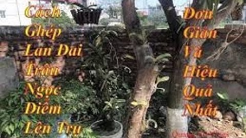 Cách Ghép lan đai trâu ,ngọc điểm lên trụ gỗ đơn giản và hiệu quả nhất