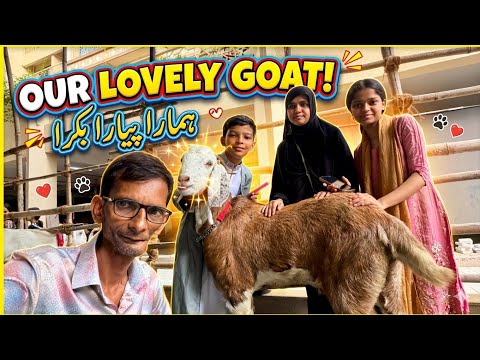 Hamara Pyara Bakra 🐐 | Building Ke Sare Bakron Se Pyaar ❤️ | @sadimkhan03 