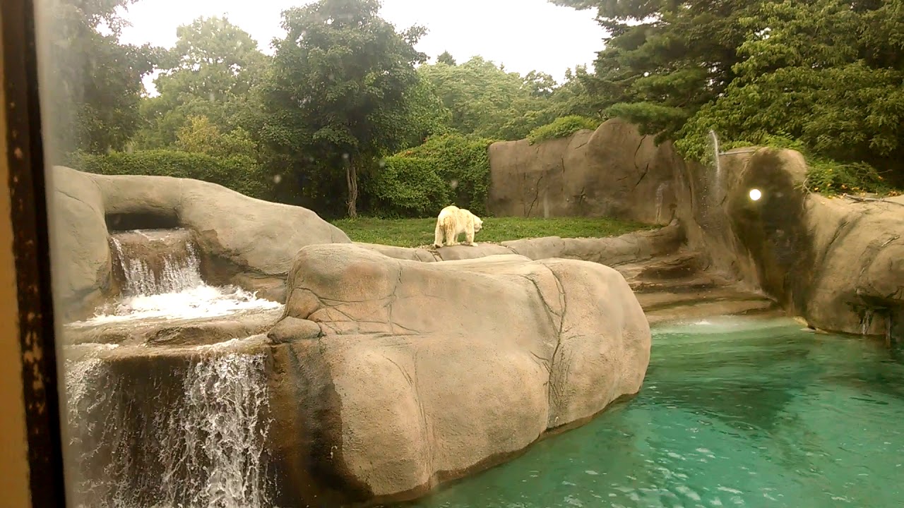 Philly zoo polar bear 8 2 2015 YouTube