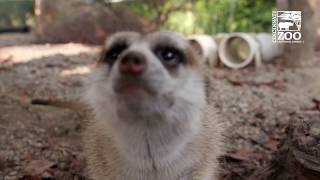 Meerkats Trained for Voluntary Vaccinations - Cincinnati Zoo