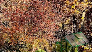Shrubs, Perennials  & Trees for Fall Color