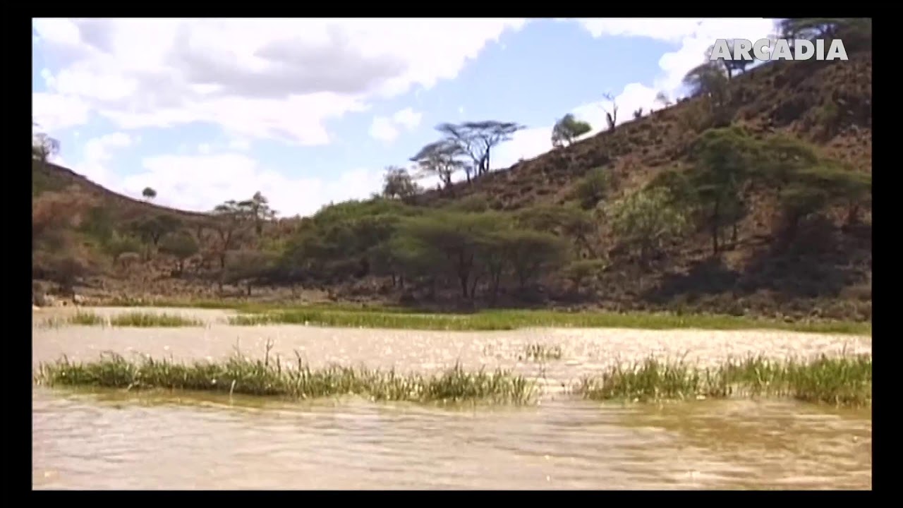 ArcadiaTV World (United States)