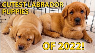 Cutest Labrador Puppies From 2022!!